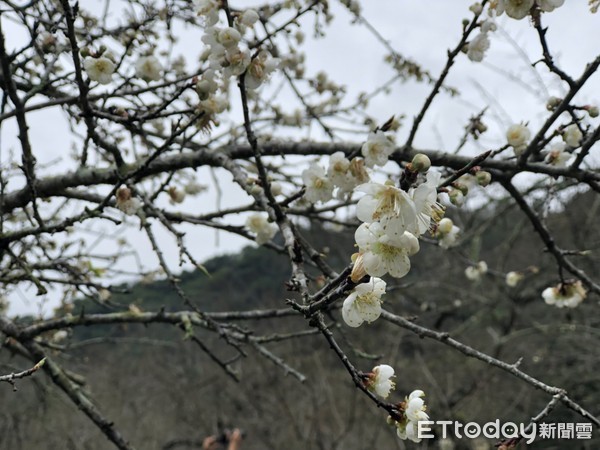 ▲南投信義鄉梅花 。（圖／記者陳涵茵攝）