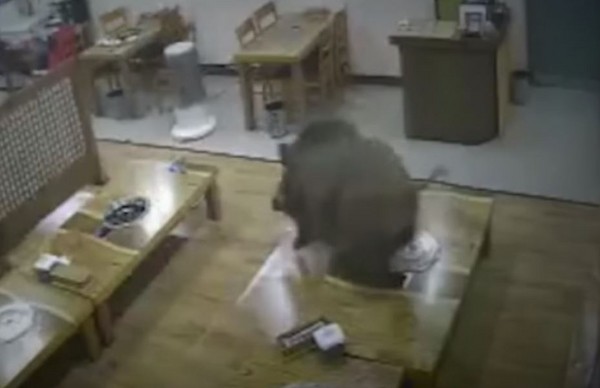▲野豬闖入泡菜豬肉店　客人被追爬桌子「牠來拯救同伴了！」。（圖／翻攝Youtube）