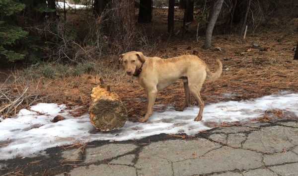 去咬小樹枝回來玩！米克斯忙了一下...　欸這是樹幹吧威～（圖／Cliff Lambson／Chesapeake Bay Retriever Lovers）