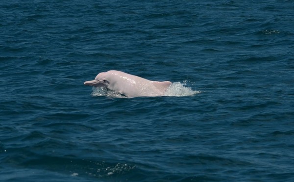 ▲【挺挺動物小學堂】讓我們祈願「海中精靈」白海豚繼續悠游。（圖／鯨豚協會提供，下同）