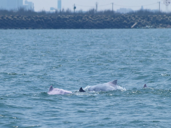 ▲【挺挺動物小學堂】讓我們祈願「海中精靈」白海豚繼續悠游。（圖／鯨豚協會提供，下同）