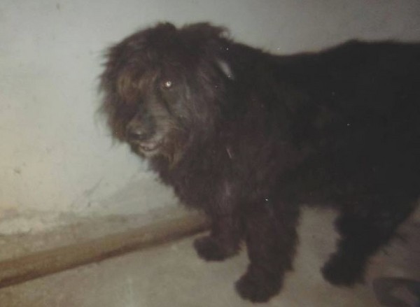 ▲▼浪浪被爆竹炸死。（圖／臉書聯署專頁Акция &laquo;Садистов &ndash; за решётку!&raquo;）