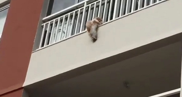 ▲掙扎到腳軟！西施犬從4樓陽台摔落　驚險瞬間被接住鄰居歡呼。（圖／翻攝自Delegado Waldir臉書）