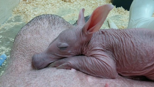 土豚寶寶。（圖／翻攝自Cincinnati Zoo & Botanical Garden）