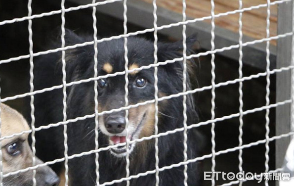 ▲養了7年遭棄！飼主親自牽進籠　四目小黑還在板收「傻等回家」。（圖／志工李大瓏授權提供）