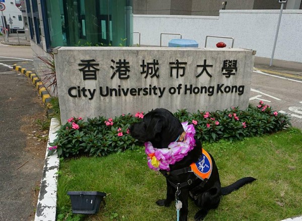 ▲▼香港導盲犬協會跟香港城市大學合作，引入導盲犬到學校內紓解學生壓力。（圖／翻攝Hong Kong Guide Dogs Association 香港導盲犬協會 (HKGDA)臉書）