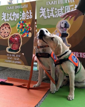 ▲▼香港導盲犬協會跟香港城市大學合作，引入導盲犬到學校內紓解學生壓力。（圖／翻攝Hong Kong Guide Dogs Association 香港導盲犬協會 (HKGDA)臉書）