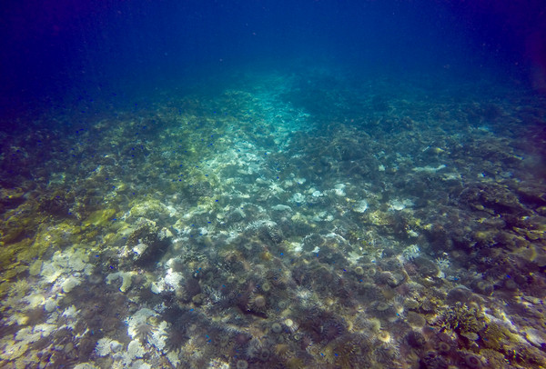 ▲▼ 澳洲大堡礁（Great Barrier Reef）自去年年底以來，數千隻以珊瑚為食的棘冠海星（Crown of Thorns Starfish）現身南端的史維恩珊瑚礁（Swains Reef）。（圖／路透社）