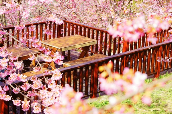 ▲櫻花樹下野餐。（圖／攝影者：Jerry Lai, Flickr CC License）