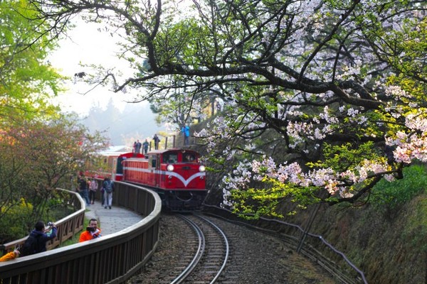 ▲阿里山櫻花鐵道。（圖／攝影者：Jerry Lai, Flickr CC License）