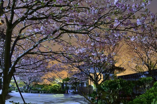 ▲陽明山東方寺夜櫻。（圖／攝影者：Yang Lang 楊朗, Flickr CC License）