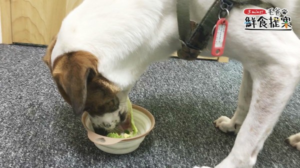 【毛爸鮮食提案】滿載酸甜好心情～嫩雞彩蔬沙拉船（圖／毛起來 MaoUp）