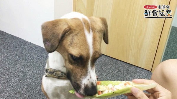 【毛爸鮮食提案】滿載酸甜好心情～嫩雞彩蔬沙拉船（圖／毛起來 MaoUp）