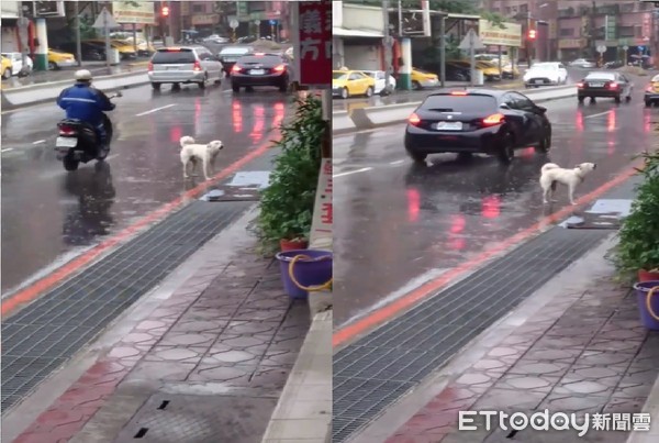 ▲狗狗淋雨路邊狂叫！寵物店老闆用肉吸引，靠「消失號碼」找回飼主。（圖／網友張雅閔提供，請勿隨意翻拍，以免侵權。）