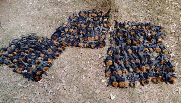 ▲▼澳洲熱浪侵襲！ 超過700隻蝙蝠被熱死。（圖／翻攝自Help Save the Wildlife and Bushlands in Campbelltown粉絲專頁）