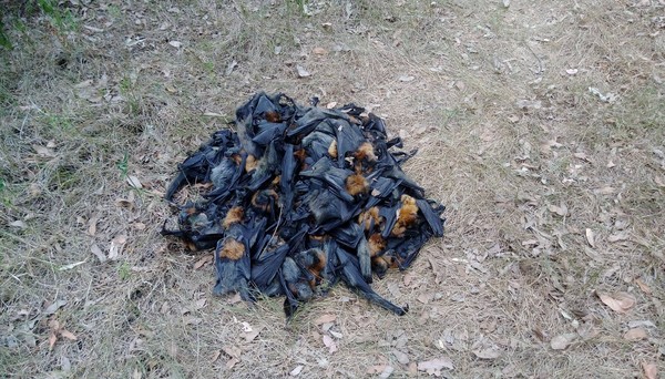 ▲▼澳洲熱浪侵襲！ 超過700隻蝙蝠被熱死。（圖／翻攝自Help Save the Wildlife and Bushlands in Campbelltown粉絲專頁）