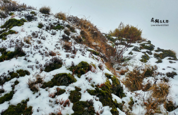 ▲合歡山下雪。（圖／攝影師《飛翔在天際》提供，請勿隨意翻拍，以免侵權。）