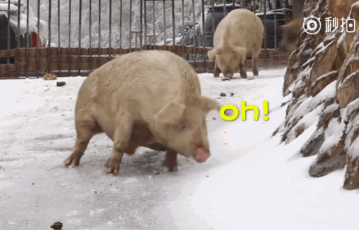 ▲豬第一次看到下雪瘋了！網友笑一聲突嚴肅「我也是過來人」。（圖／翻攝重慶晨報）