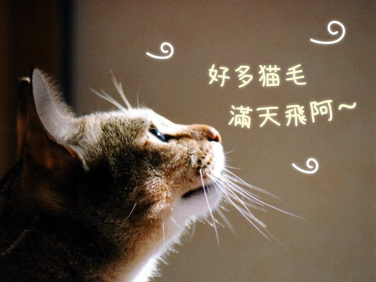 3招除貓咪廢毛大作戰 4種情形 請找獸醫師 Ettoday寵物雲 Ettoday新聞雲