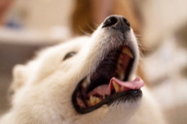 ▲▼原來狗狗不太會蛀牙、是牙周病～獸醫提點飼主3大口腔難題。（圖／健綠提供）