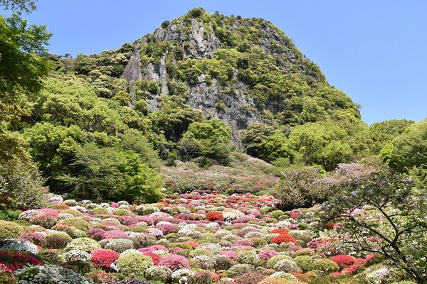 ▲日本九州紫藤花隧道。（圖／翔笙旅行社提供）