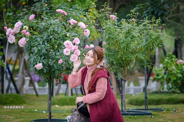 ▲雲林古坑蘿莎玫瑰莊園。（圖／滿分的旅遊札記提供）