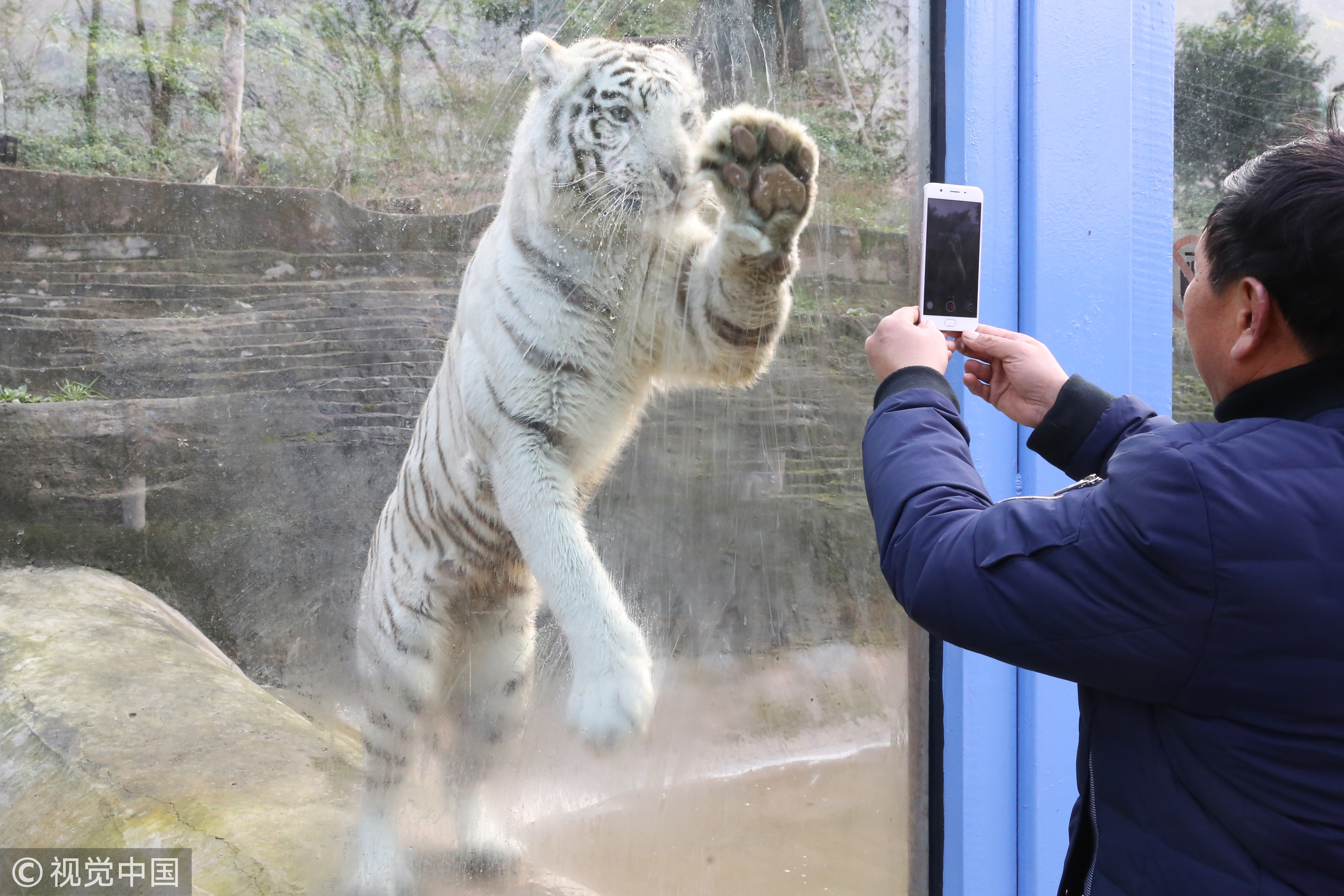 ▲▼重慶野生動物園白虎。（圖／視覺中國）