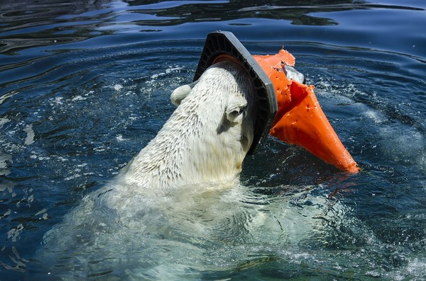 ▲▼ 海洋動物遭受塑膠垃圾汙染（圖／取自免費圖庫pixabay/示意圖）