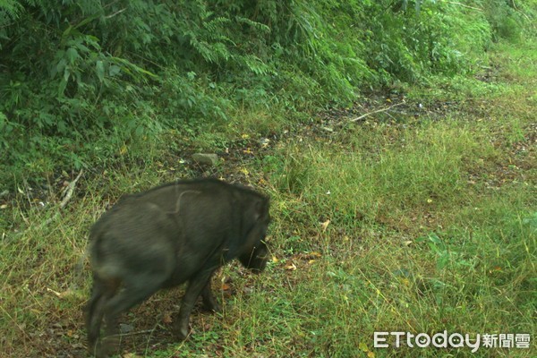 台東林管處於利嘉野生動物重要棲息環境之紅外數位攝影機擷取紀錄影像時，驚喜發現台灣黑熊漫步在林道上，這是近年來該區域首次台灣黑熊的影像紀錄資料，也顯示現該區域野生動物保育成果頗有成效。（圖／台東林管處提供）