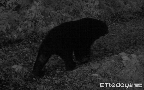 台東林管處於利嘉野生動物重要棲息環境之紅外數位攝影機擷取紀錄影像時，驚喜發現台灣黑熊漫步在林道上，這是近年來該區域首次台灣黑熊的影像紀錄資料，也顯示現該區域野生動物保育成果頗有成效。（圖／台東林管處提供）