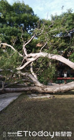 ▲台南市國家古蹟五妃廟發生大樹倒下砸傷市民頭部意外。（圖／王家貞提供）