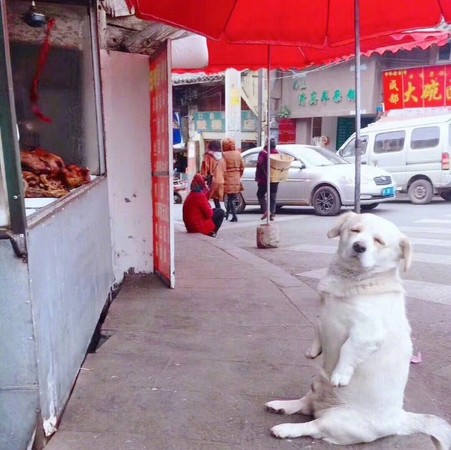 狗狗坐等炸雞。（圖／翻攝自微博／回忆专用小马甲）