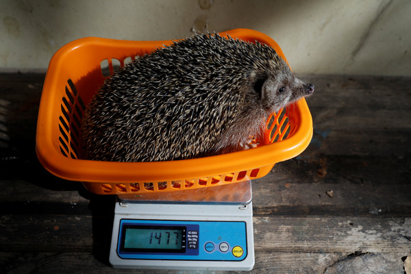 ▲ 以色列刺蝟薛曼，在動物園園方致定的減肥計畫下已經減掉120公克，由原本1.6公斤瘦到1.4公斤             。（圖／路透社）