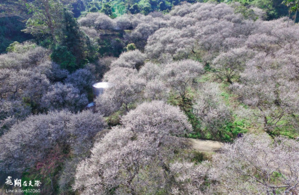 ▲南投國姓梅花。（圖／攝影師《飛翔在天際》提供，請勿隨意翻拍，以免侵權。）