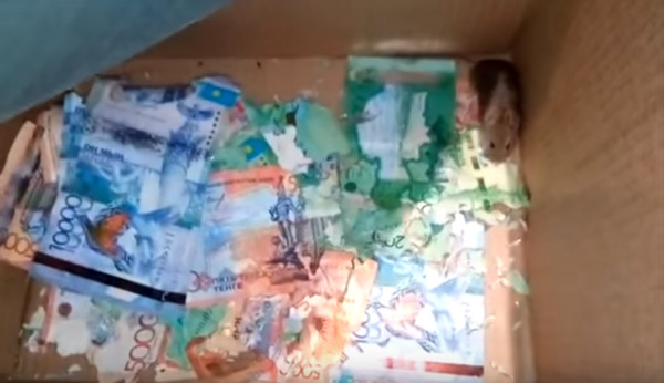 ▲ 老鼠鑽進提款機內，把裡頭全部的紙鈔都撕咬成碎片。（圖／翻攝自YouTube）
