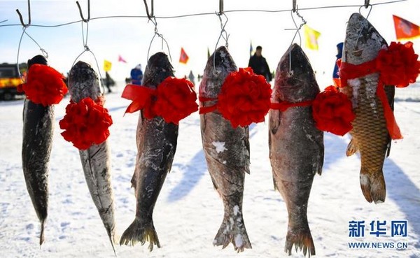 ▲▼內蒙古克什克騰旗達裏諾爾冬捕活動現場展示的大魚。（圖／翻攝自新華網