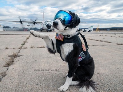 機場英雄犬離世了！一生驅逐8千隻鳥　最後一天仍在跑道工作