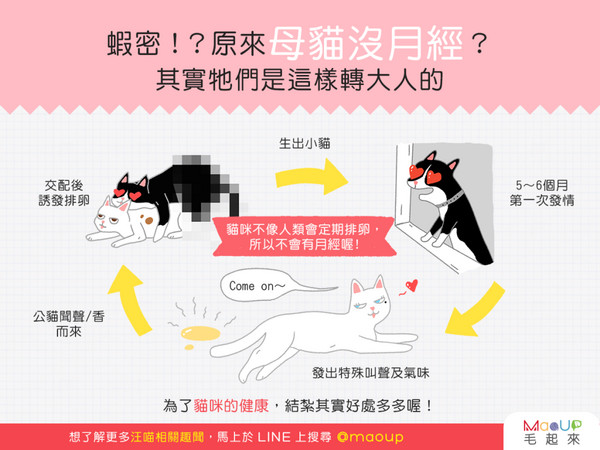 【喵喵冷知識】原來母貓沒月經？其實牠們是這樣轉大人的（圖／毛起來 MaoUp）