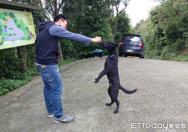 ▲幸福差點降臨！同路段2浪犬遭撞　隔壁床被領養剩小黑在找家。（圖／新北市動保處提供）