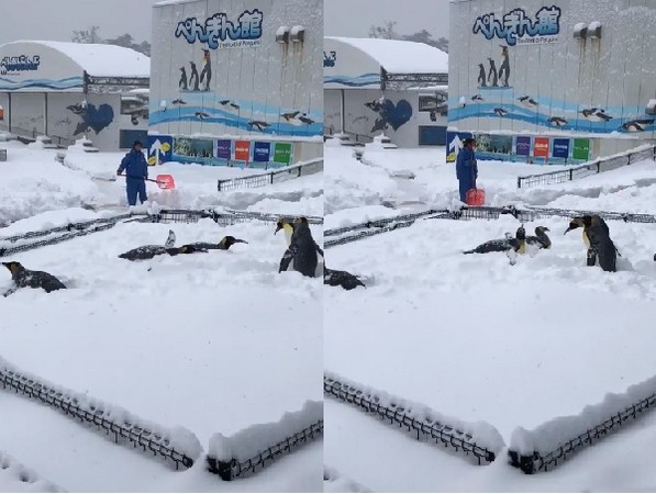 ▲國王企鵝玩雪。（圖／翻攝自影片／Twitter／echiaqua）