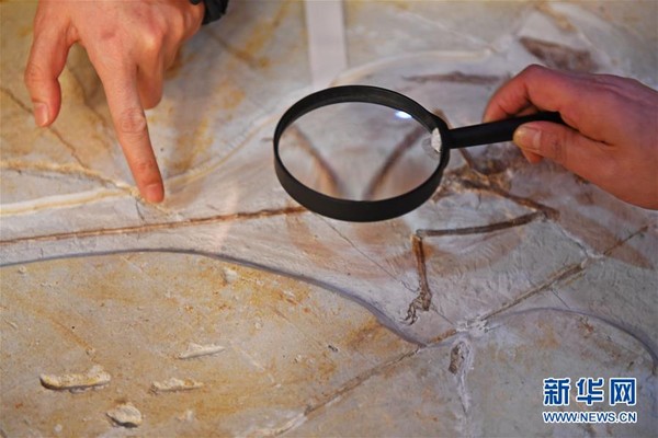 ▲▼考古學家在對化石做初步鑒定。（圖／翻攝自新華社）