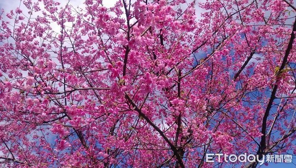 ▲坪林櫻花,新北第一棵櫻花。（圖／網友John Chen）