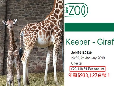 年薪百萬還有一個月帶薪假　動物園徵「長頸鹿保母」　這才叫工作啊