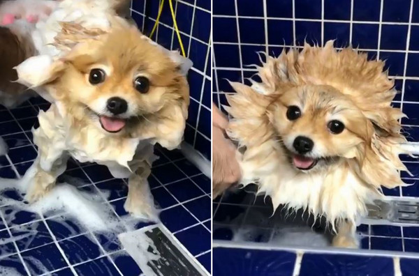 博美犬洗澡變成「炸毛獅」。（圖／翻攝自Instagram用戶@shila_the_pom）