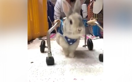▲▼香港有一隻兔子下半身癱瘓，因此被主人遺棄，兔協為牠治療並訂製輪椅。（圖／翻攝「兔協」臉書粉絲團）