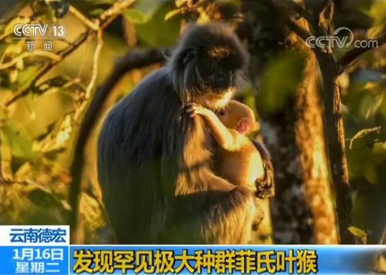 ▲▼雲南德宏發現全國罕見極大種群菲氏葉猴             。（圖／翻攝自央視）