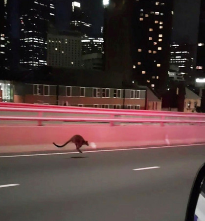 ▲▼雪梨大橋驚見袋鼠狂奔　沒人敢超車。(圖／路透社)