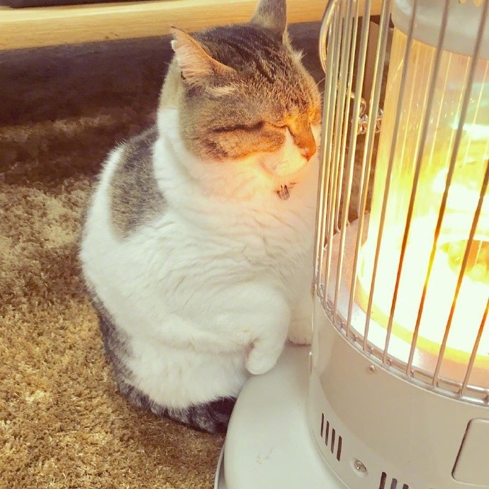▲▼暖暖貓。（圖／翻攝自IG，tanryug）