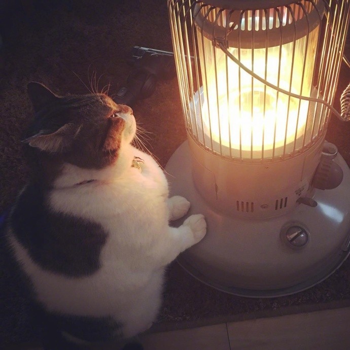 ▲▼暖暖貓。（圖／翻攝自IG，tanryug）