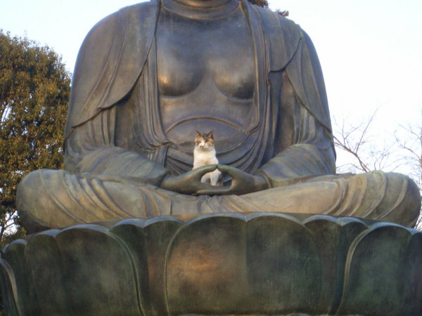 貓咪坐在佛像上（圖／翻攝自twitter @bombay2goa）